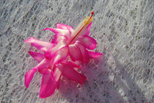 Load image into Gallery viewer, Fairy Queen Cactus/Thanksgiving Cactus SchlumbergeraTruncata Rooted STARTER Plant
