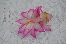 Load image into Gallery viewer, Fairy Tale Cactus/Thanksgiving Cactus SchlumbergeraTruncata Rooted STARTER Plant
