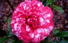Load image into Gallery viewer, Faith Variegated~*Unique Bloom**Camellia Japonica-Live Starter Plant -USA SELLER
