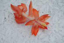 Load image into Gallery viewer, Frida Christmas Cactus/Thanksgiving Cactus SchlumbergeraTruncata Rooted STARTER Plant

