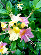 Load image into Gallery viewer, GARDEN RAINBOW Pink &amp; Yellow Azalea/Rhododendron Rooted Plant (MAY BE DORMANT!)
