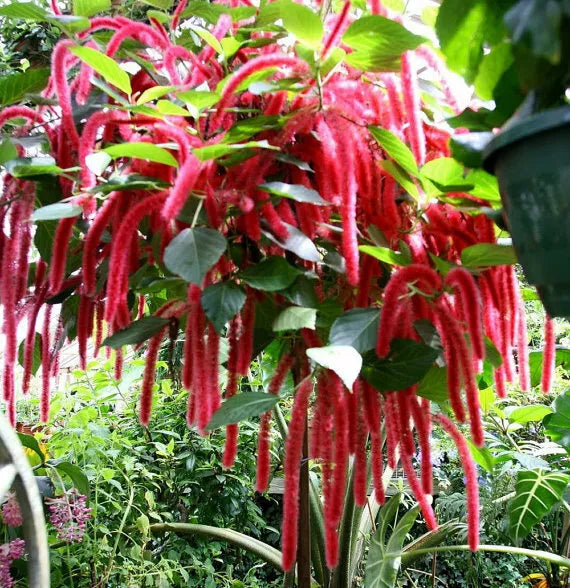 *GIANT CHENILLE*Acalypha Hispida*Starter Plant Attracts Hummingbirds/Butterflies