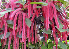 Load image into Gallery viewer, *GIANT CHENILLE*Acalypha Hispida*Starter Plant Attracts Hummingbirds/Butterflies
