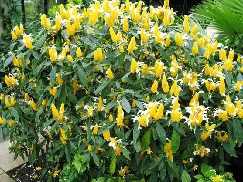 GOLDEN SHRIMP PLANT~~ Justicia brandegeana, Pachystachys Lutea,~~START –  Hope's Flower Garden