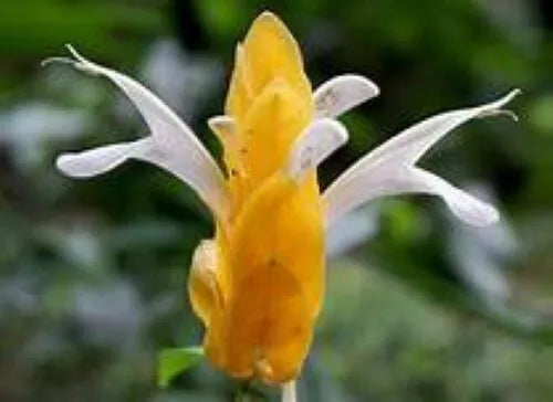 golden shrimp plant seeds GOLDEN SHRIMP PLANT~~ Justicia brandegeana, Pachystachys Lutea,~~START – Hope's Flower Garden