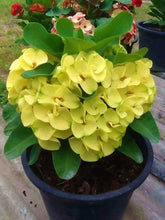 Load image into Gallery viewer, GOLDEN CROWN**Crown Of Thorns-Euphorbia Milii*CHRIST PLANT SMALL ROOTED STARTER PLANT
