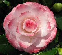 Load image into Gallery viewer, *GRACE ALBRITTON*Bicolor Bloom**Camellia Japonica-Live Starter Plant-USA SELLER
