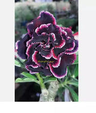 Load image into Gallery viewer, GRAPE SWIRL 7856   Desert Rose Adenium Obesum SMALL Rooted Seedling Plant
