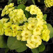 Load image into Gallery viewer, GREENLAND**Crown Of Thorns-Euphorbia Milii CHRIST PLANT SMALL ROOTED STARTER PLANT
