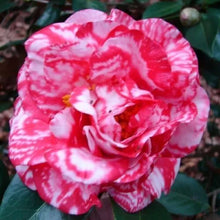 Load image into Gallery viewer, *GUILIO NUCCIO VAREIGATRED**Camellia Japonica-Live STARTER Plant-Lovely Bi Color
