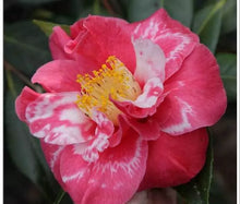 Load image into Gallery viewer, *GUILIO NUCCIO VAREIGATRED**Camellia Japonica-Live STARTER Plant-Lovely Bi Color
