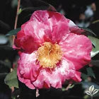Load image into Gallery viewer, *GUILIO NUCCIO VAREIGATRED**Camellia Japonica-Live STARTER Plant-Lovely Bi Color
