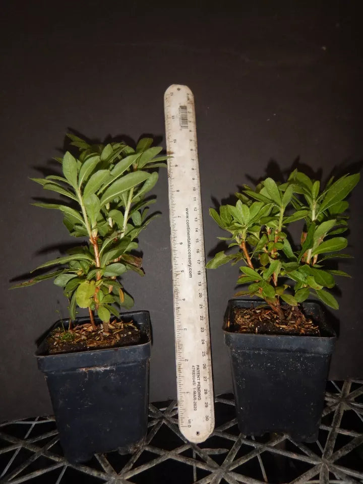 Gibraltar Azalea/Rhododendron Well Rooted Starter Plant (MAY BE DORMAN –  Hope's Flower Garden