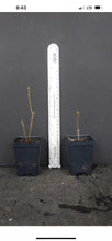 Load image into Gallery viewer, DANCING RABBIT  Aromi Azalea/Rhododendron Deciduous SMALL Starter Plant (DORMANT!)
