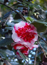Load image into Gallery viewer, Gigantea~~Unique Bloom**Camellia Japonica-Live Starter Plant

