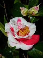 Load image into Gallery viewer, Gigantea~~Unique Bloom**Camellia Japonica-Live Starter Plant
