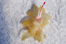 Load image into Gallery viewer, Gold Butterfly Christmas Cactus/Thanksgiving Cactus SchlumbergeraTruncata Rooted STARTER Plant
