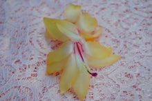 Load image into Gallery viewer, Gold Fever Christmas Cactus/Thanksgiving Cactus Schlumbergera-Truncata Rooted STARTER Plant

