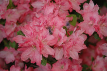 Load image into Gallery viewer, HAMPTON BEAUTY  Azalea Rhododendron Deciduous Starter Plant RARE HEAVY BLOOMER
