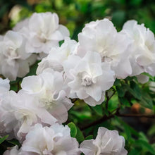 Load image into Gallery viewer, HARDY GARDENIA  Azalea Rhododendron Deciduous Starter Plant  DOUBLE WHITE BLOOMS
