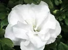 Load image into Gallery viewer, HARDY GARDENIA  Azalea Rhododendron Deciduous Starter Plant  DOUBLE WHITE BLOOMS
