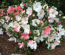 Load image into Gallery viewer, HILDA NIBLETT   Azalea/Rhododendron Deciduous Starter Plant  MULTI COLORS AT ONCE
