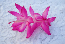 Load image into Gallery viewer, Holiday Lights Christmas Cactus/Thanksgiving Cactus Schlumbergera Truncata Rooted STARTER Plant
