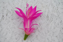 Load image into Gallery viewer, Holiday Splendor Christmas Cactus/Thanksgiving Cactus SchlumbergeraTruncata Rooted STARTER Plant

