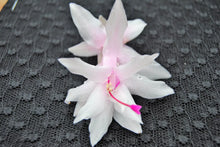 Load image into Gallery viewer, Island Pearl Cactus/Thanksgiving Cactus Schlumbergera Truncata Rooted STARTER Plant (Copy)
