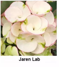 Load image into Gallery viewer, JAREN LAB**Crown Of Thorns-Euphorbia Milii CHRIST PLANT SMALL ROOTED STARTER PLANT (Copy)
