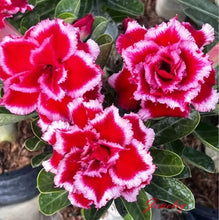 Load image into Gallery viewer, JEWLERY  Desert Rose Adenium Obesum SMALL Rooted Seedling Plant
