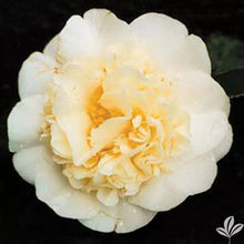 Load image into Gallery viewer, **JURY'S YELLOW**Unique Bloom**Camellia Japonica-Live Starter Plant -USA SELLER
