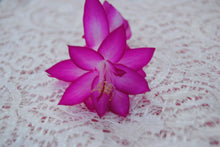 Load image into Gallery viewer, Japanese Dream Cactus/Thanksgiving Cactus SchlumbergeraTruncata Rooted STARTER Plant
