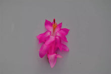 Load image into Gallery viewer, Jolly Dancer Christmas Cactus/Thanksgiving Cactus SchlumbergeraTruncata Rooted STARTER Plant

