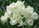 Load image into Gallery viewer, KEYWEST WHITE Live Well Rooted Bougainvillea STARTER plant
