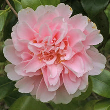 Load image into Gallery viewer, **KING&#39;S RANSOM**Camellia Japonica--Live STARTER Plant--BEAUTIFUL SOFT PINK!
