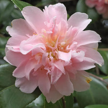 Load image into Gallery viewer, **KING&#39;S RANSOM**Camellia Japonica--Live STARTER Plant--BEAUTIFUL SOFT PINK!

