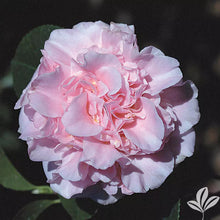 Load image into Gallery viewer, **KING&#39;S RANSOM**Camellia Japonica--Live STARTER Plant--BEAUTIFUL SOFT PINK!
