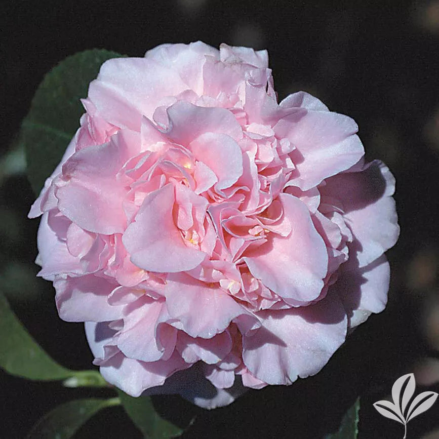**KING'S RANSOM**Camellia Japonica--Live STARTER Plant--BEAUTIFUL SOFT PINK!