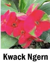 Load image into Gallery viewer, KWACK NGERN**Crown Of Thorns-Euphorbia Milii*CHRIST PLANT SMALL ROOTED STARTER PLANT
