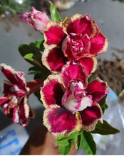 Load image into Gallery viewer, Keyhuaye   Desert Rose Adenium Obesum SMALL Rooted Seedling Plant
