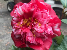 Load image into Gallery viewer, LAURA WALKER~~Camellia Japonica--Live STARTER Plant--VERY UNIQUE BLOOMS!
