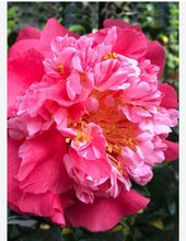 Load image into Gallery viewer, LAURA WALKER~~Camellia Japonica--Live STARTER Plant--VERY UNIQUE BLOOMS!
