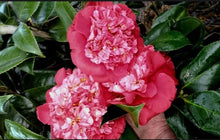 Load image into Gallery viewer, LAURA WALKER~~Camellia Japonica--Live STARTER Plant--VERY UNIQUE BLOOMS!
