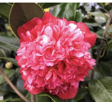 Load image into Gallery viewer, LAURA WALKER~~Camellia Japonica--Live STARTER Plant--VERY UNIQUE BLOOMS!
