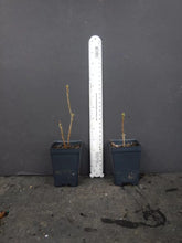 Load image into Gallery viewer, LEMONADE  Aromi Azalea/Rhododendron Deciduous SMALL Starter Plant
