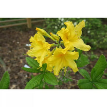 Load image into Gallery viewer, LEMONADE  Aromi Azalea/Rhododendron Deciduous SMALL Starter Plant
