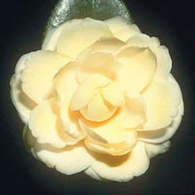 Load image into Gallery viewer, **LEMON GLOW*Unique Bloom**Camellia Japonica-Live Starter Plant -USA SELLER
