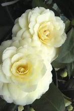 Load image into Gallery viewer, **LEMON GLOW*Unique Bloom**Camellia Japonica-Live Starter Plant -USA SELLER
