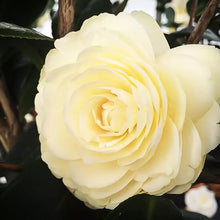 Load image into Gallery viewer, **LEMON GLOW*Unique Bloom**Camellia Japonica-Live Starter Plant -USA SELLER
